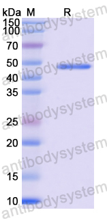 Anti-MPXV A29L Antibody (P1H1)