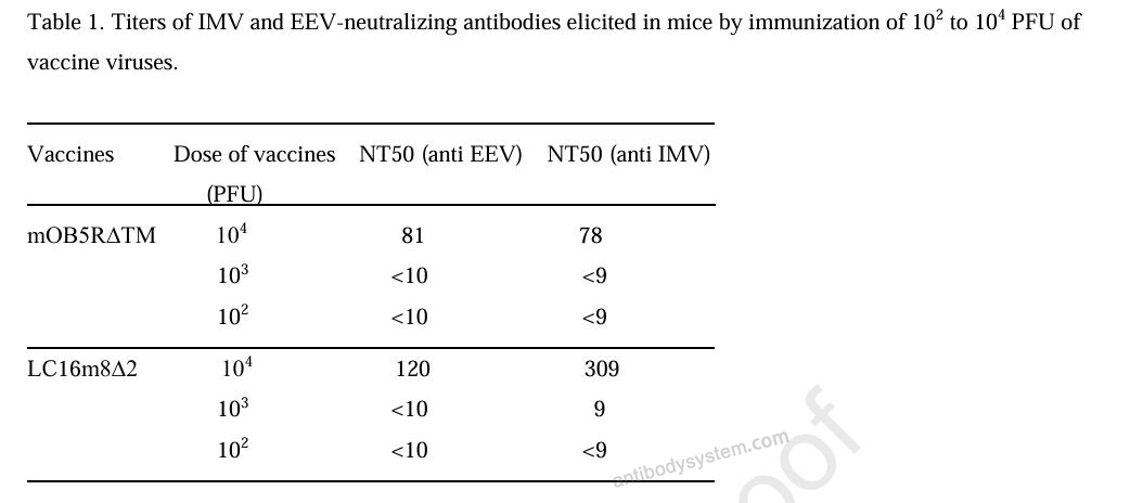 Anti-Vaccinia virus(VACV) L1R/Protein L1 Antibody (M12B9)