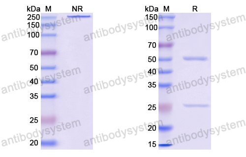 Anti-EBV/HHV-4 EBNA1/BKRF1 Antibody (16D2)
