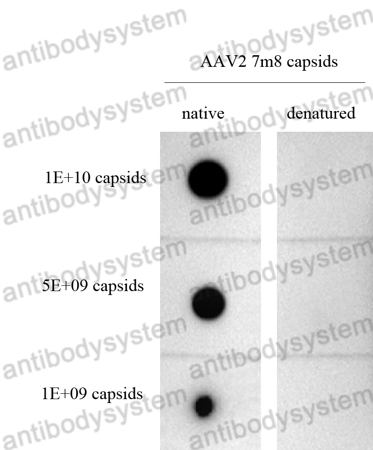Anti-AAV2 Capsids (intact particle) Antibody (A20R)