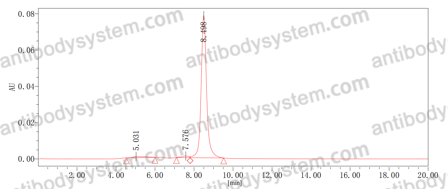 Anti-HPV33 Major capsid protein L1 Antibody (5D4)