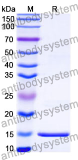 Anti-HCMV/HHV5 HHRF3/US28 Nanobody (SAA0899)