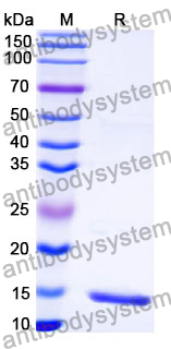 Anti-HCMV/HHV5 HHRF3/US28 Nanobody (SAA1107)
