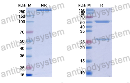 Anti-Suid herpesvirus 1/SuHV-1 UL42/PAP Antibody (7C11)