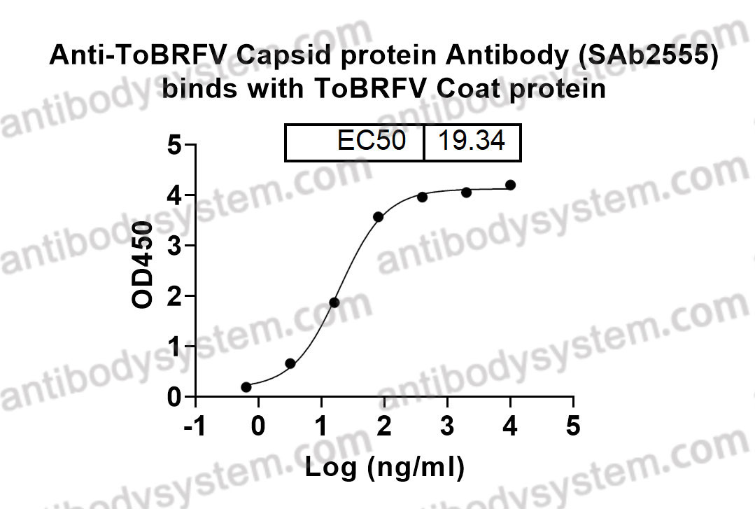 Anti-ToBRFV Capsid protein Antibody (SAb2555)