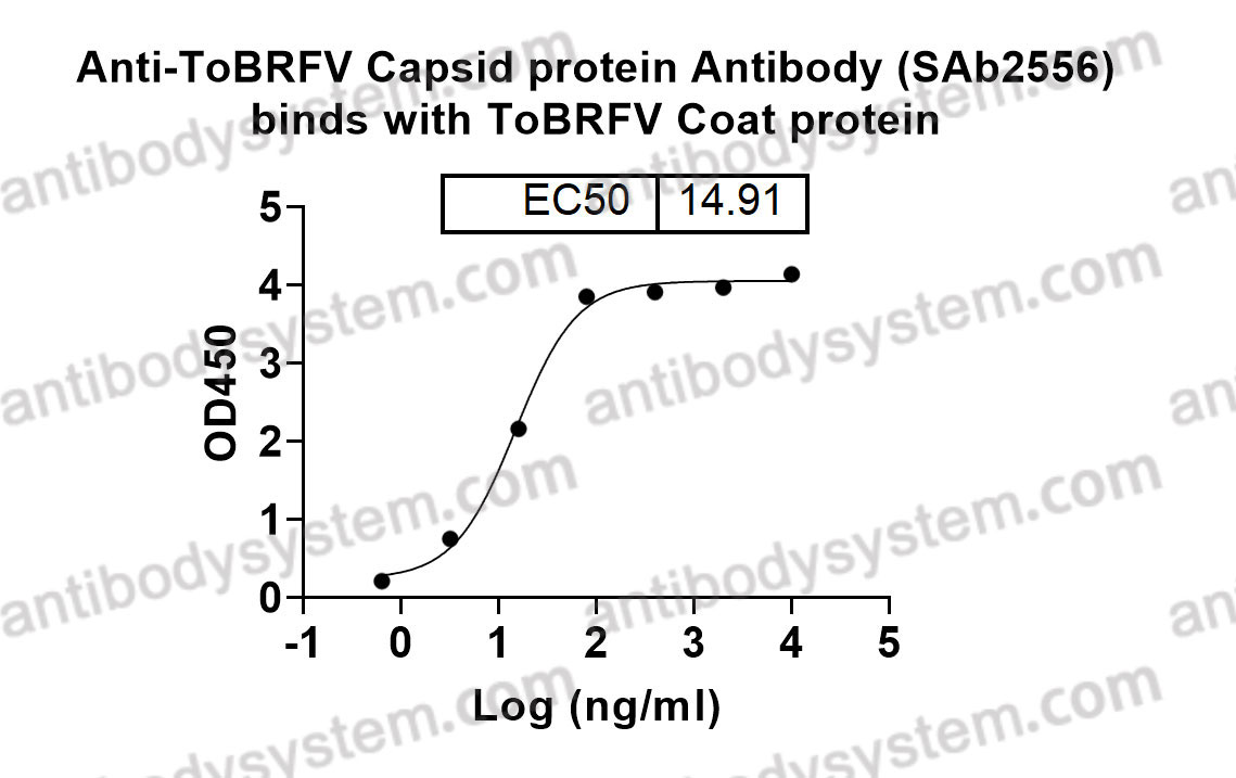 Anti-ToBRFV Capsid protein Antibody (SAb2556)