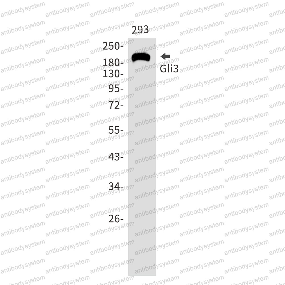 Anti-GLI3 Antibody (R1M55)