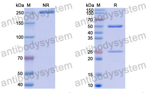 Anti-Mexican scorpion Toxin 2/Cn2 Antibody (RU1)