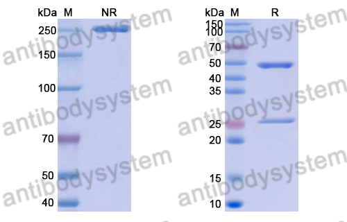 Anti-Mexican scorpion Toxin 2/Cn2 Antibody (LR)