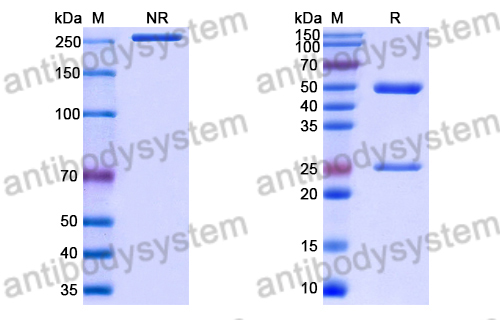 Anti-Microcystis aeruginosa Microcystin-LR Antibody (3A8)