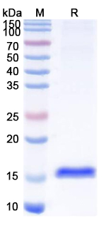 Anti-Microcystis aeruginosa Microcystin-LR Nanobody (ANAb1)