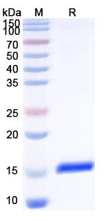 Anti-Microcystis aeruginosa Microcystin-LR Nanobody (Fl.1)