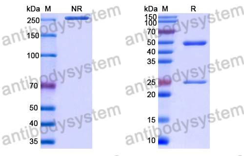 Anti-Microcystis aeruginosa Microcystin-LR Antibody (SAA2045)