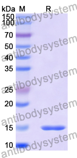 Anti-Sahara scorpion AaH II/Neurotoxin II Nanobody (SAA2039)