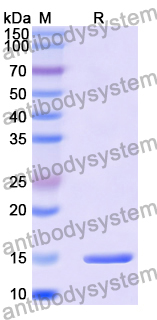 Anti-Sahara scorpion AaH II/Neurotoxin II Nanobody (SAA2040)