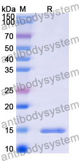 Anti-Sahara scorpion AaH II/Neurotoxin II Nanobody (SAA2041)