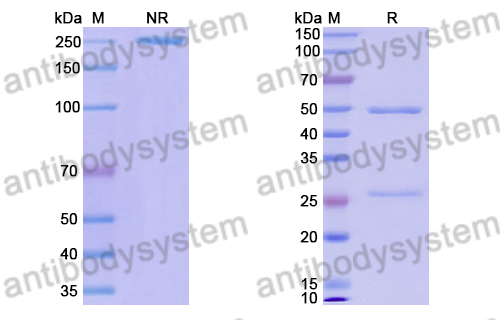 Anti-Sahara scorpion AaH I/Neurotoxin I Antibody (9C2)