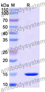 Anti-Sahara scorpion AaH I/Neurotoxin I Nanobody (SAA2037)