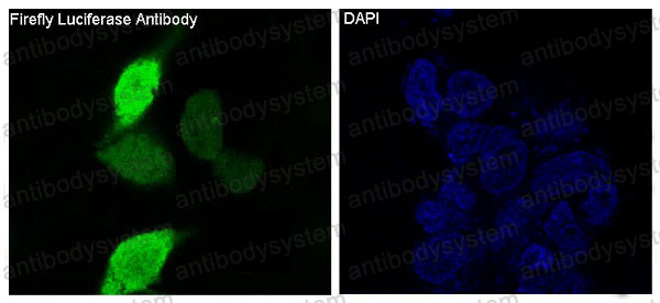 Anti-Luciferase Antibody (R1B56)