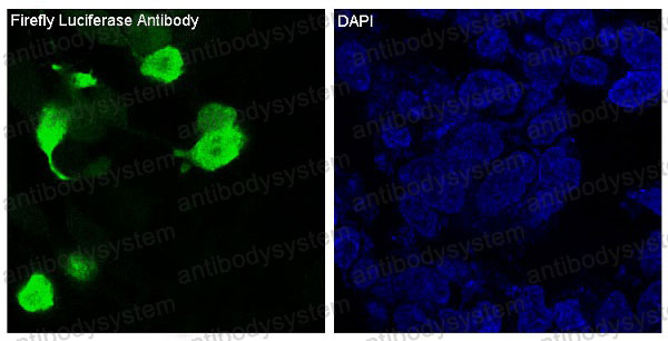 Anti-Luciferase Antibody (R1B57)