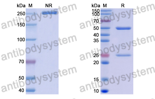 Anti-Mexican scorpion Beta-toxin Cl13/Cb3 Antibody (4B)