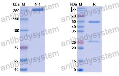 Anti-Mexican scorpion Beta-toxin Cl13/Cb3 Antibody (11F)