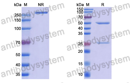 Anti-Staphylococcus aureus Alpha-toxin/hly/AT Antibody (LTM14)
