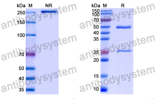 Anti-Staphylococcus aureus Alpha-toxin/hly/AT Antibody (2A3.1)