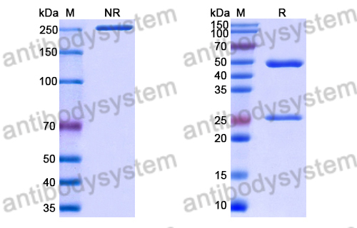 Anti-Staphylococcus aureus Alpha-toxin/hly/AT Antibody (QD20)