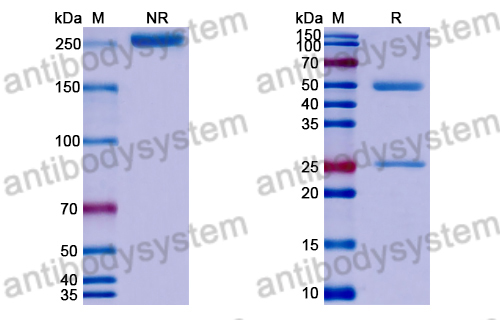 Anti-Clostridioides difficile Toxin B/tcdB Antibody (PA41)