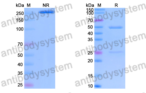 Anti-Bacillus anthracis PA/pagA/PA-83 Antibody (M18)