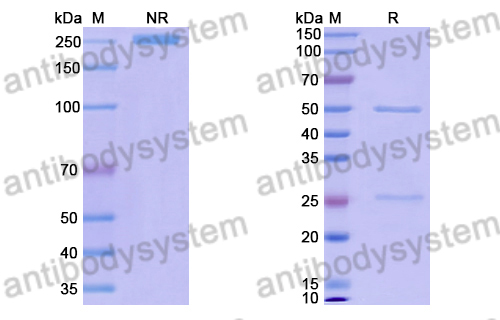 Anti-Bacillus anthracis PA/pagA/PA-83 Antibody (W1)