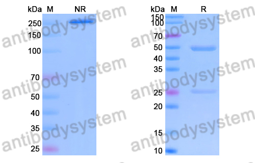 Anti-Bacillus anthracis PA/pagA/PA-83 Antibody (83K2H)
