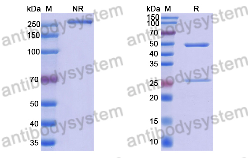 Anti-Clostridium perfringens pfo/Perfringolysin O/Theta-toxin Antibody (HS1)