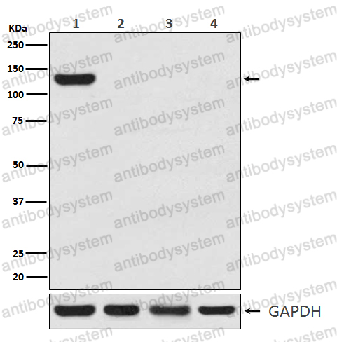 Anti-cas9 Antibody (R2T13)
