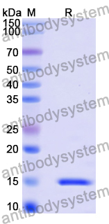Anti-Alternaria species Tenuazonic acid Nanobody (3B8)