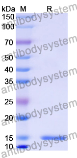 Anti-Alternaria species Tenuazonic acid Nanobody (3C12)