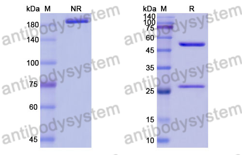 Anti-Bacillus anthracis lef/LF/Lethal factor Antibody (2LF)