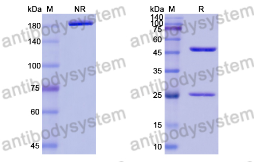 Anti-Bacillus anthracis lef/LF/Lethal factor Antibody (F5-1)