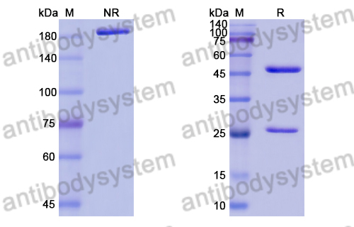 Anti-Bacillus anthracis lef/LF/Lethal factor Antibody (F3-6)