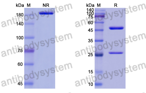 Anti-Bacillus anthracis cya/EF/Edema factor Antibody (A4)
