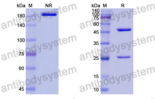 Anti-Bacillus anthracis cya/EF/Edema factor Antibody (B1)
