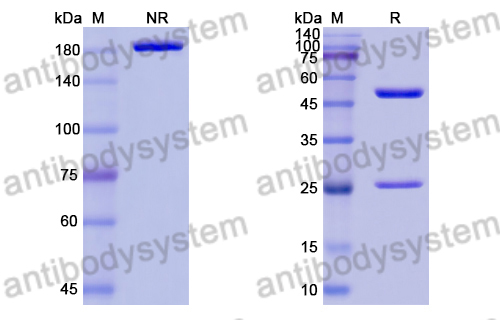 Anti-Bacillus anthracis cya/EF/Edema factor Antibody (E3#)