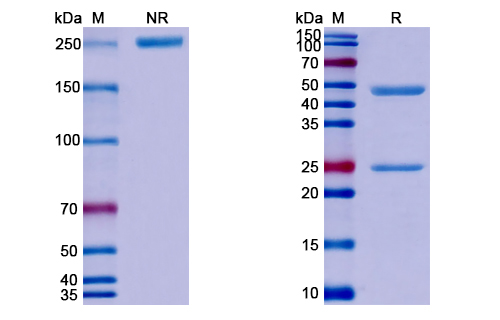 Anti-Clostridium botulinum HA-33/Hemagglutinin 33 Antibody (HA33)