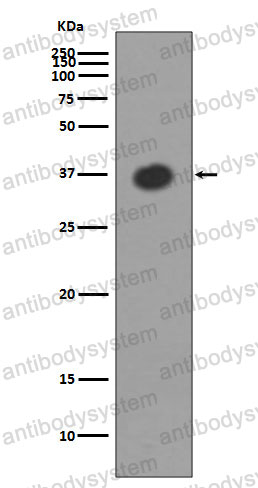 Anti-MBP Antibody (R1B47)