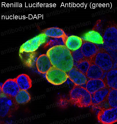 Anti-Renilla-type luciferase Antibody (R1B58)