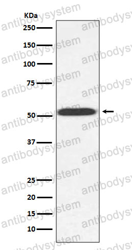 Anti-TUB1/alpha Tubulin Antibody (R1A02)