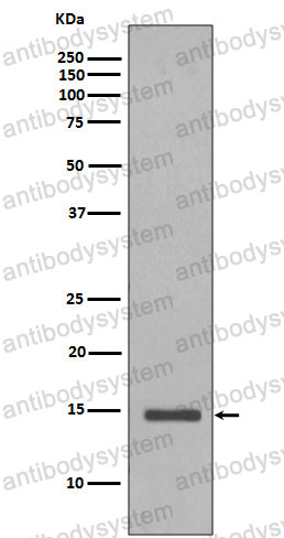 Anti-Histone H2B Antibody (R1C05)