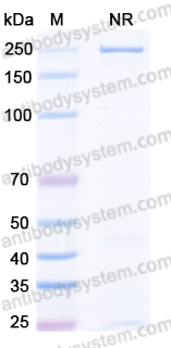 InVivoMAb Anti-Blood group H antigen/Globo H Antibody (R28)
