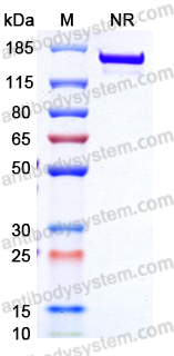 SDS-PAGE for InVivo MAb Anti-Mouse CD124/IL4RA Antibody (REGN1103) ?>